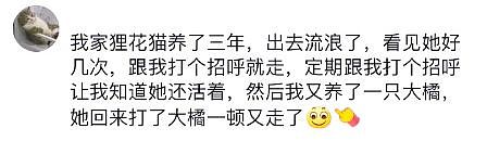 狸花猫离家出走十几天后回家疯狂炫饭，边吃边喵喵叫：我在外面过的到底是什么日子啊！ - 6