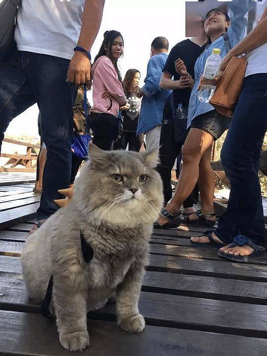 100斤的胖猫比煤气罐大引人纷纷围观拍照,美女惊呼:看到它的八块腹肌了!! - 11