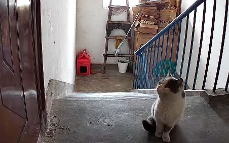 送养出去第二天，小猫自己跑回来了…结局看得人想哭！ - 9