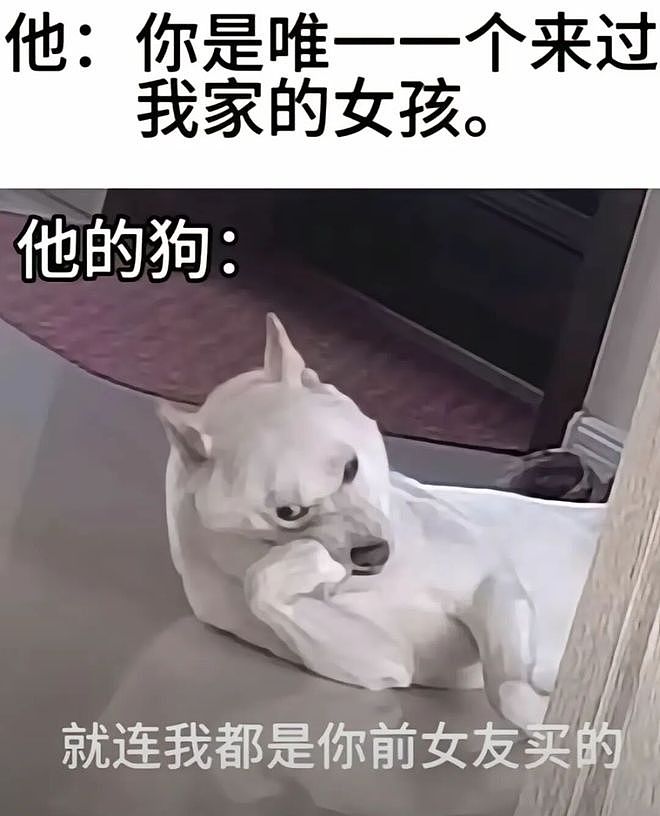 妹子处三任对象，分手后留下5只狗…网友惊呆了：去父留子算是让你玩明白了！ - 6