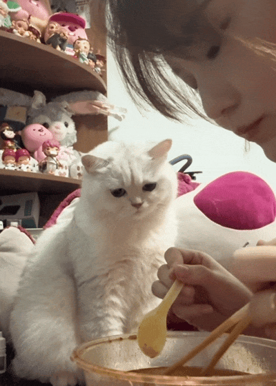 猫咪盯主人吃饭馋哭了，三次暗示主人都假装看不懂，网友：孩子都快急得说人话了！ - 4