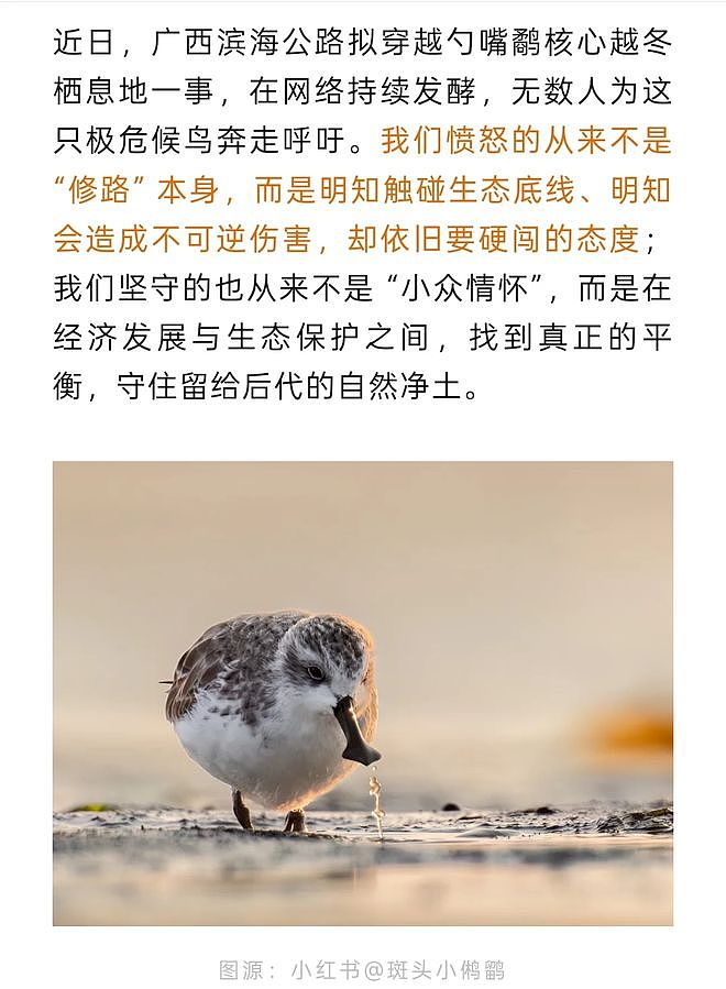 从路边一条逆袭成全网顶流的夜鹭，带抽象观鸟区走向大众？ - 49