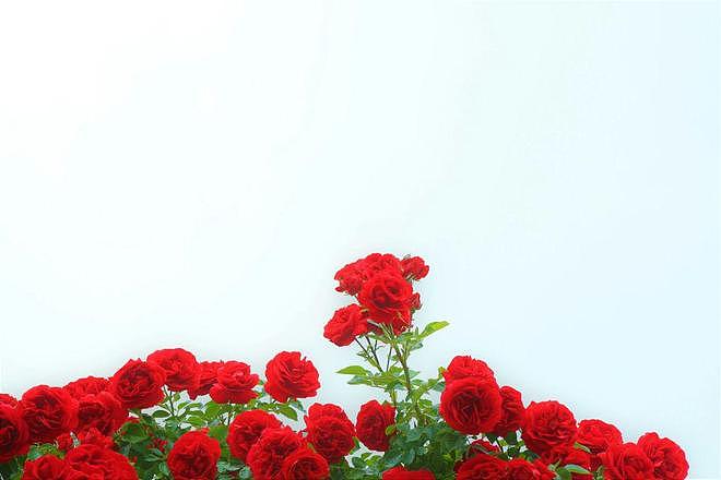 二婚20年，我的儿子结婚，问老公要20万，他不仅不给还闹离婚 - 4
