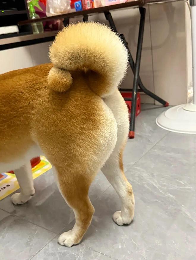 美容师给柴犬剪了个叹号尾巴，翘起来的时候……好想弹一下啊！ - 1