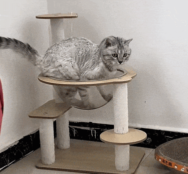 花钱给猫买猫爬架，客服说包稳的……结果猫站上去抖成筛子：这是地震体验馆? - 2