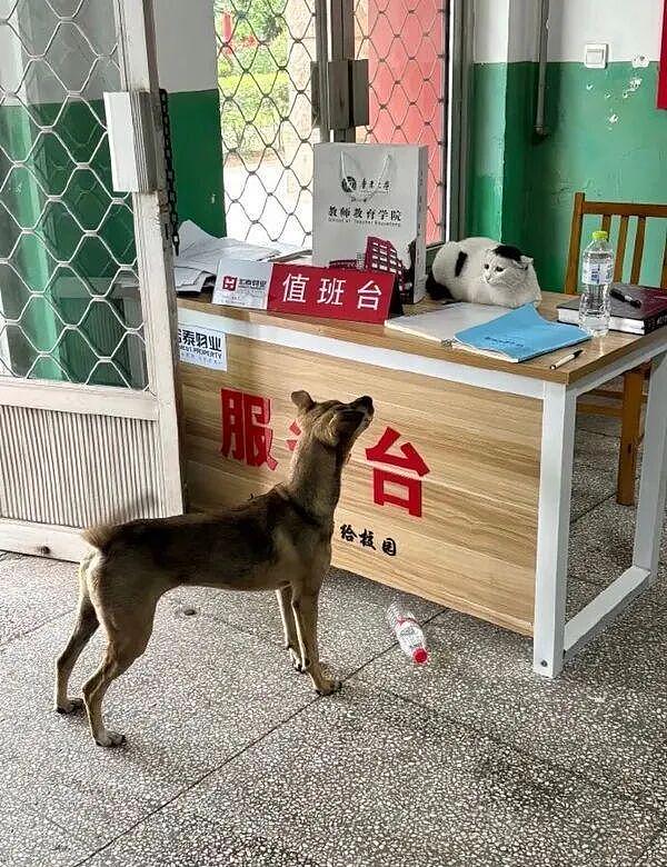 老婆漂亮还会跳舞千万别发网上炫耀,视频评论太过份了：简直杀人诛心 - 31