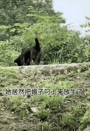 狗狗发现一只落水蛾子，一口把它含住，本以为要遭殃了，结果结局太暖了！ - 6