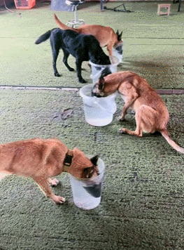 训导员和搜救犬比憋气，没想到为了赢居然作弊……狗子气得破口大骂：你这个老6，你才是真的狗啊！ - 2