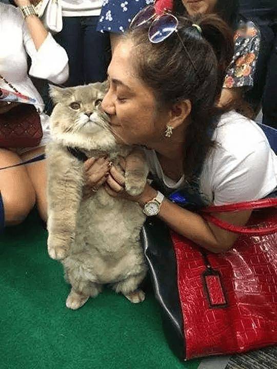100斤的胖猫比煤气罐大引人纷纷围观拍照,美女惊呼:看到它的八块腹肌了!! - 15