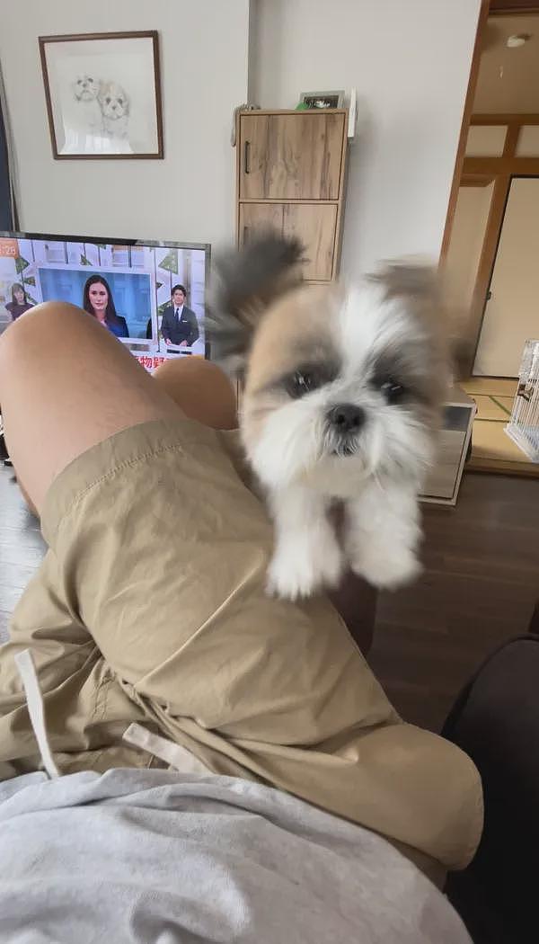 主人躺沙发玩手机，狗子一个飞扑差点直接绝育……汪：让你丫不理我！ - 2