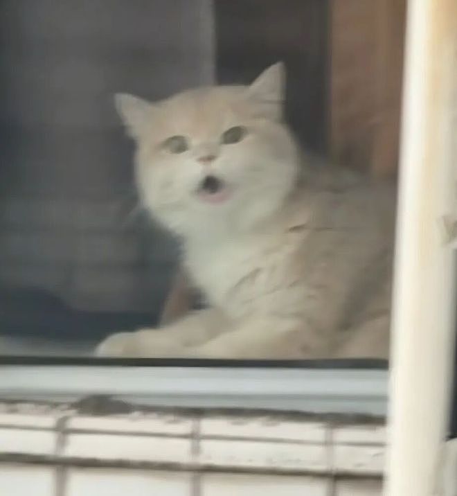 隔壁小猫隔窗狂骂她，还以为有仇，镜头一转…骂得一点都不冤！ - 2