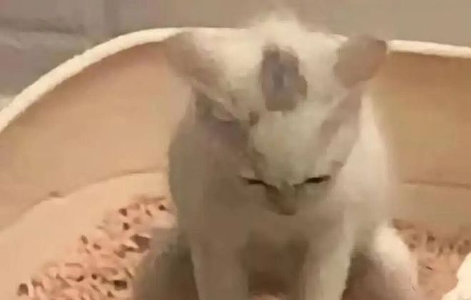 猫和老公一起看电视时同步回头，主人瞬间发现了真相：原来它们真的会偷偷拜师学艺… - 12
