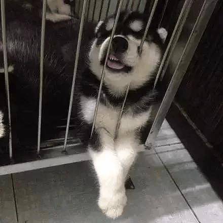 哈士奇生了一窝宝宝，可铲屎官看到它们的睡姿后，瞬间慌了！ - 7
