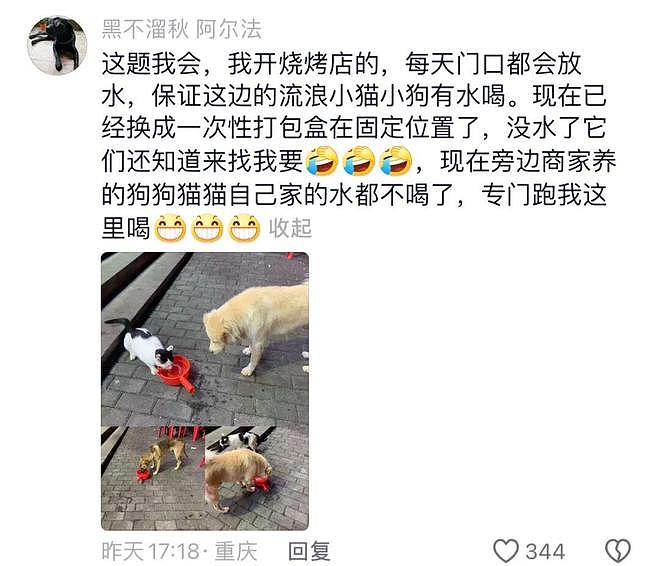 重庆街头出现离谱一幕：一群人围着给流浪猫扇风……网友：川渝猫已经活明白了！ - 15