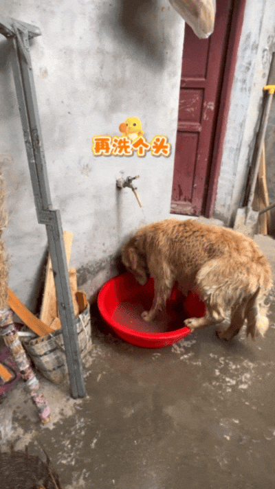 狗子出去玩回来脏兮兮的，回来自个打开了水龙头，狗：见喜欢的人当然要干干净净！ - 3