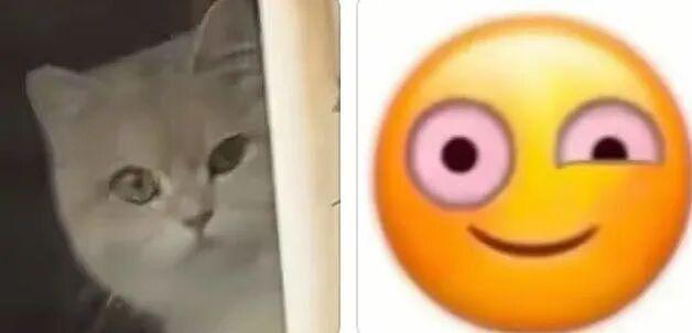 隔壁小猫隔窗狂骂她，还以为有仇，镜头一转…骂得一点都不冤！ - 5