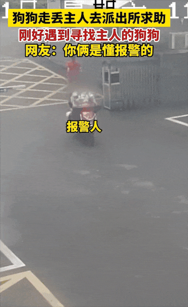 男子急匆匆跑进派出所报案“柯基被偷了”，民警一看狗狗就在派出所门口……网友：但凡小狗腿再长点都追上你了！ - 5