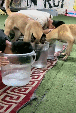 训导员和搜救犬比憋气，没想到为了赢居然作弊……狗子气得破口大骂：你这个老6，你才是真的狗啊！ - 9