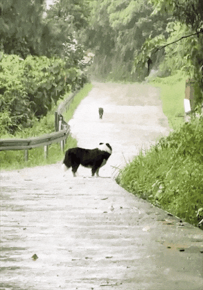 两只狗狗在雨里告别，明明都在等对方回头，却一次次错过了……网友：比偶像剧还虐！ - 6