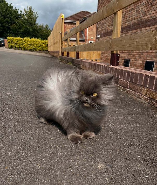 长毛猫非要大风天出门散步，结果被吹成炸毛战士……这造型越看越霸气，鳌拜猫？ - 4
