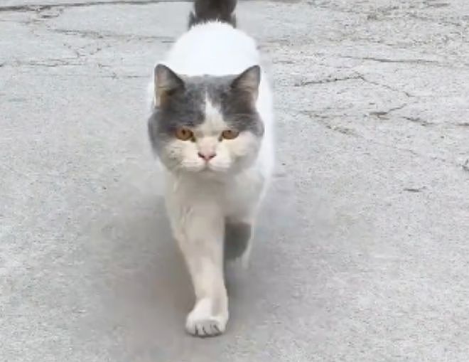 送养出去第二天，小猫自己跑回来了…结局看得人想哭！ - 1