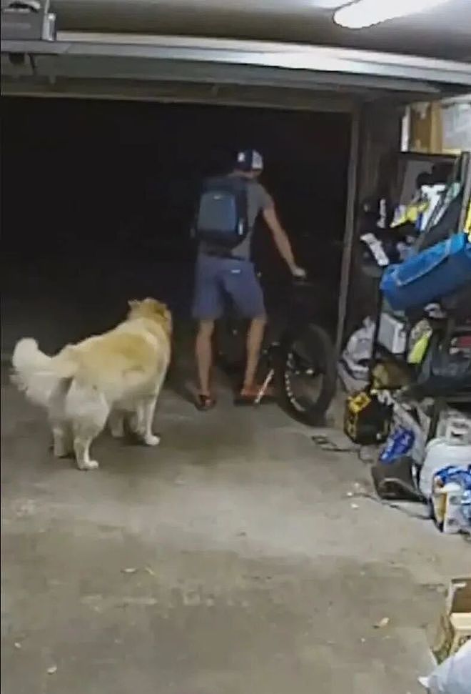 小偷进后院偷车，大金毛立刻走了过去……还以为要立功，结果他俩开始撸上了！ - 8