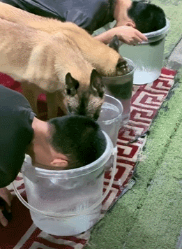 训导员和搜救犬比憋气，没想到为了赢居然作弊……狗子气得破口大骂：你这个老6，你才是真的狗啊！ - 11