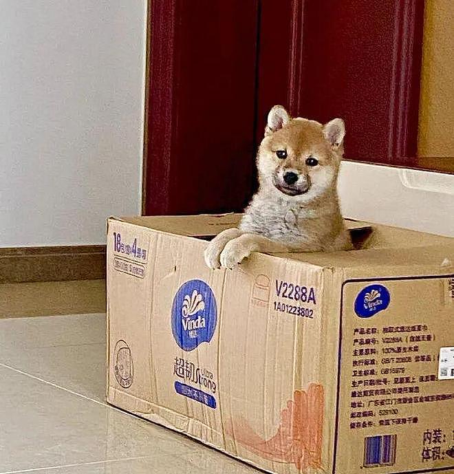柴犬小时候长得超级可爱，但长大后……差点没笑死，你真没换了只狗？ - 1