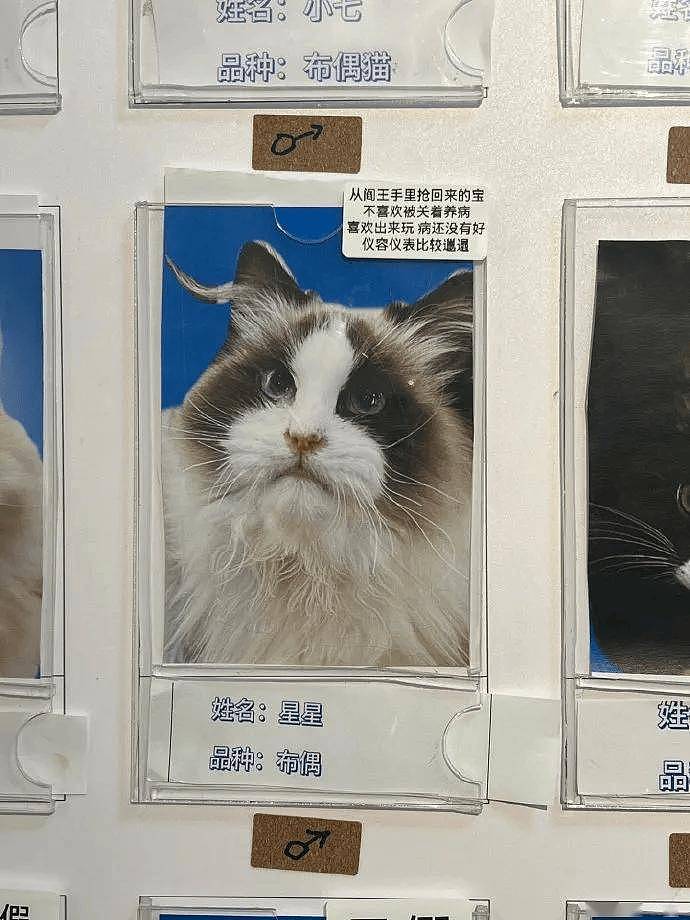公示栏简直没谁了,卧龙凤雏都不敢这样贴猫,网友:这是要笑死! - 8