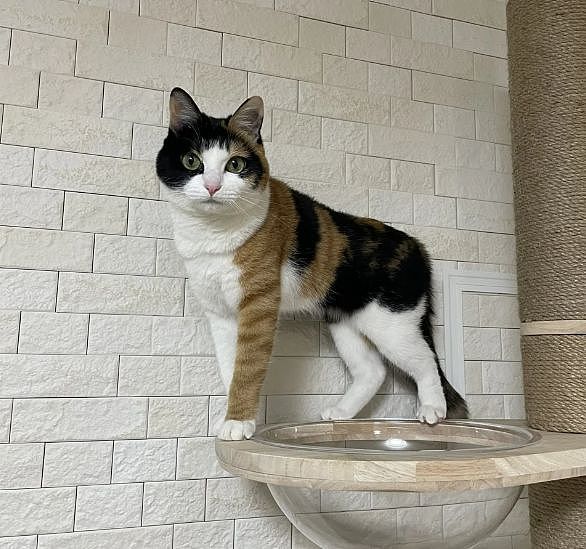 三花猫天生自带“大花臂”，又甜又酷！网友：麻袋已备好，就等猫了！ - 1
