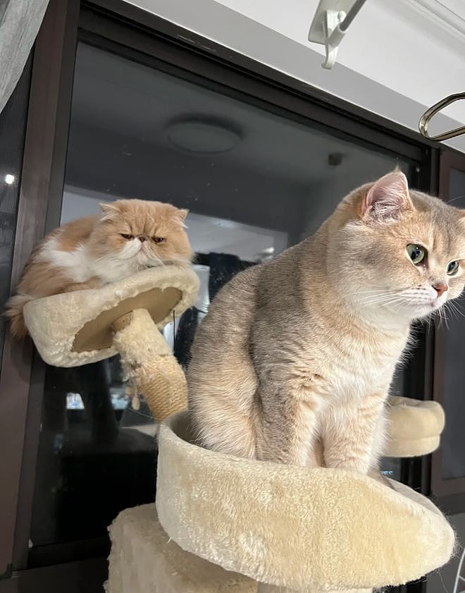 花钱给猫买猫爬架，客服说包稳的……结果猫站上去抖成筛子：这是地震体验馆? - 7