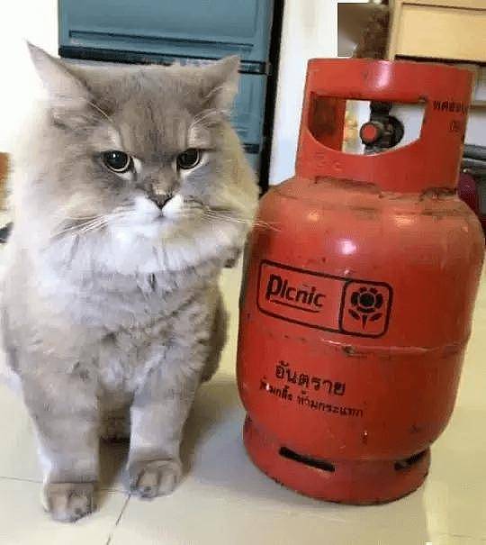 100斤的胖猫比煤气罐大引人纷纷围观拍照,美女惊呼:看到它的八块腹肌了!! - 7