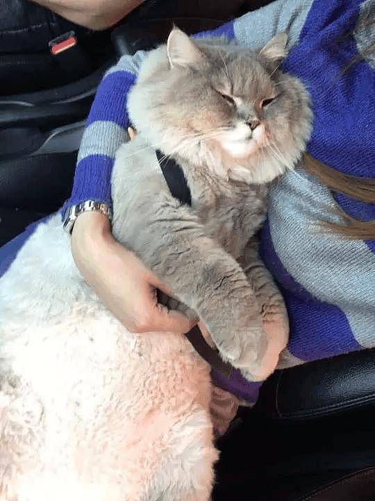 100斤的胖猫比煤气罐大引人纷纷围观拍照,美女惊呼:看到它的八块腹肌了!! - 2