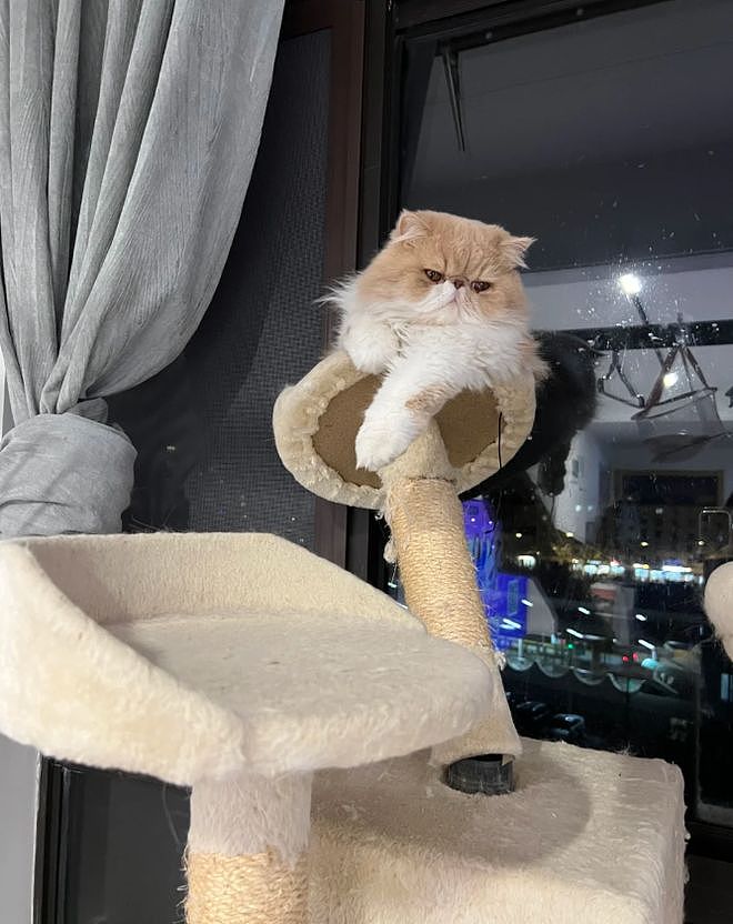 花钱给猫买猫爬架，客服说包稳的……结果猫站上去抖成筛子：这是地震体验馆? - 8