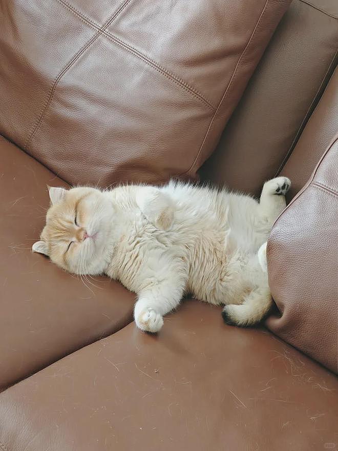 超可爱小猫陪主人上班一天后，状态发生巨变，网友：它也染上班味了！ - 5