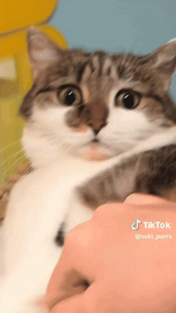 妹子因为焦虑领养了一只小猫， 没想到猫看起来比她还焦虑……网友：它把你所有焦虑都吸自己身上了！ - 14