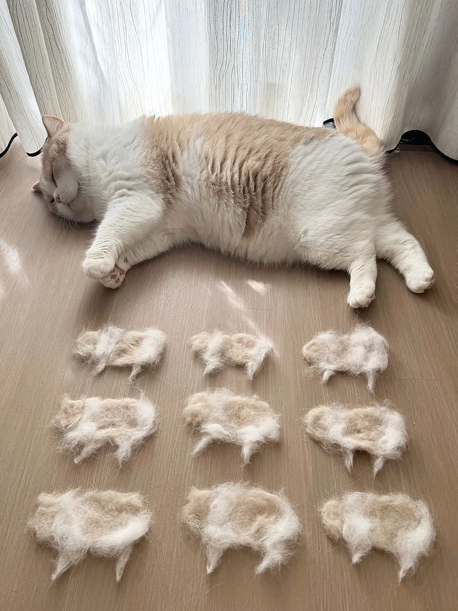 主人官宣自家公猫生了9个娃，结果全家福一看……猫都懵了哈哈哈！ - 3