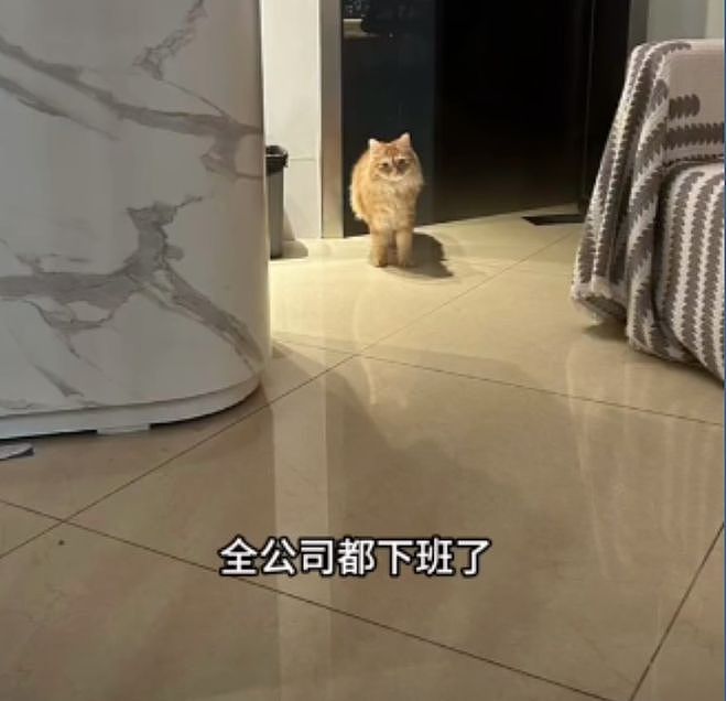 被裁员后别人收拾工位，她直接把大橘同事抱走了……这赔偿可还行？ - 4