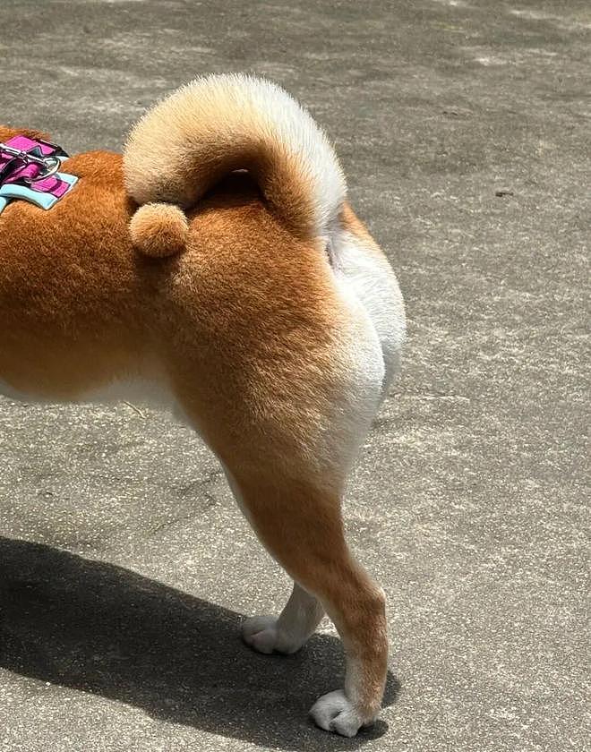 美容师给柴犬剪了个叹号尾巴，翘起来的时候……好想弹一下啊！ - 4