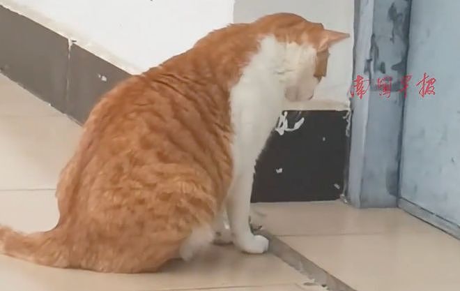 学姐毕业走了，流浪猫蹲在宿舍门口等了一整天，低着头不肯离开……喵：人，毕业了也不跟学长说一声 - 8