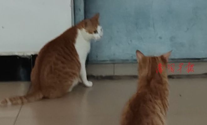 学姐毕业走了，流浪猫蹲在宿舍门口等了一整天，低着头不肯离开……喵：人，毕业了也不跟学长说一声 - 3
