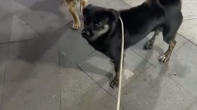 以为毕业季又是流浪狗的噩梦，谁知这只小狗直接被跨大半个中国带回家…小狗开心得直打滚！ - 1