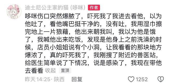 送养出去第二天，小猫自己跑回来了…结局看得人想哭！ - 12