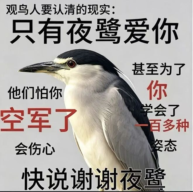 从路边一条逆袭成全网顶流的夜鹭，带抽象观鸟区走向大众？ - 34