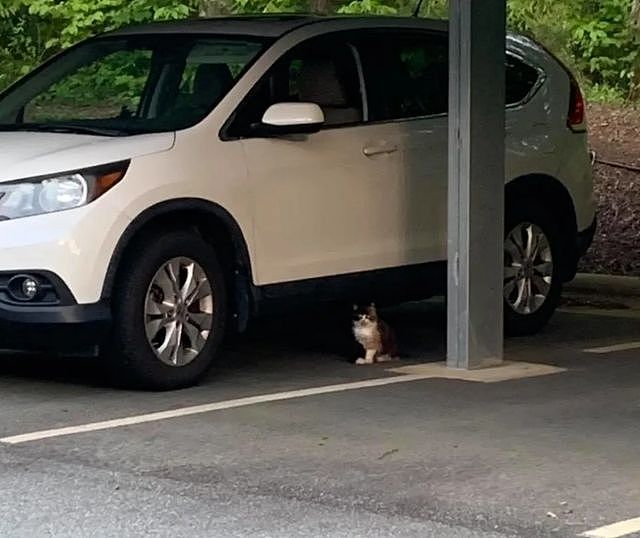 为什么它总拦着人不让上车？得知流浪猫霸占车底的真相，车主当场决定：全家我养了！ - 1