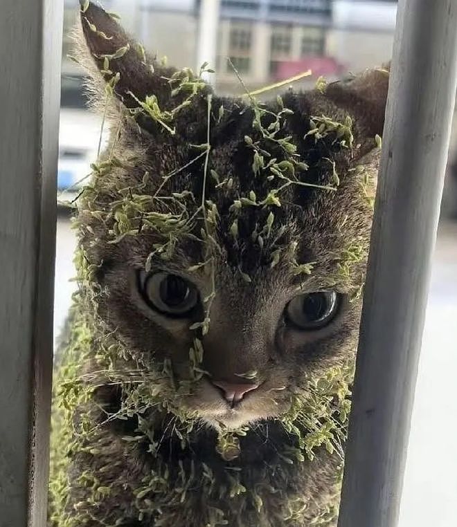 猫咪踏青回来后变成了“草精”，我一看……密集恐惧症都犯了！ - 3