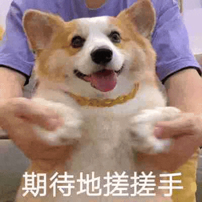 工地看门狗走丢10天，找到时它正躺在别人家装睡，结局看得很多网友都泪目了… - 2