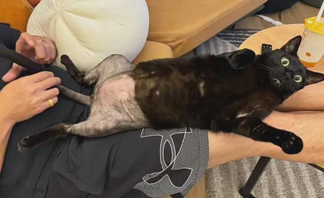 黑猫做完手术后被剃掉半身毛，样子直接笑喷……网友：这裤子是谁脱的？ - 2