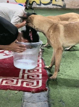 训导员和搜救犬比憋气，没想到为了赢居然作弊……狗子气得破口大骂：你这个老6，你才是真的狗啊！ - 10