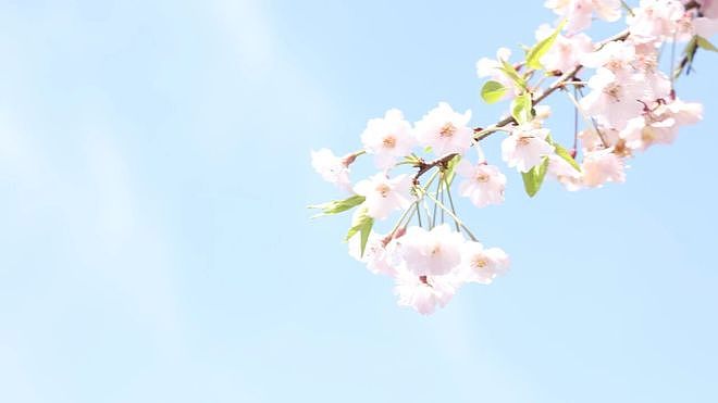 一个奇妙的中药，抗失眠、抗焦虑、抗抑郁、抗肥胖，好看又好用 - 3